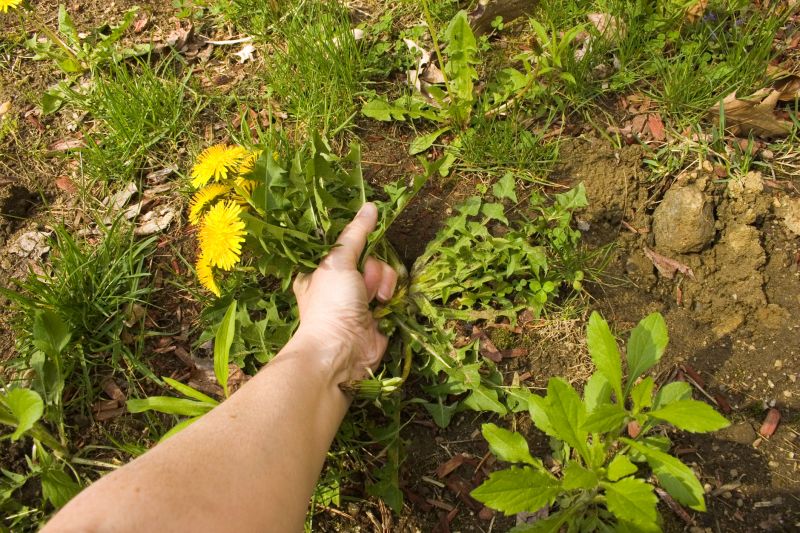Hillside Weed Eating