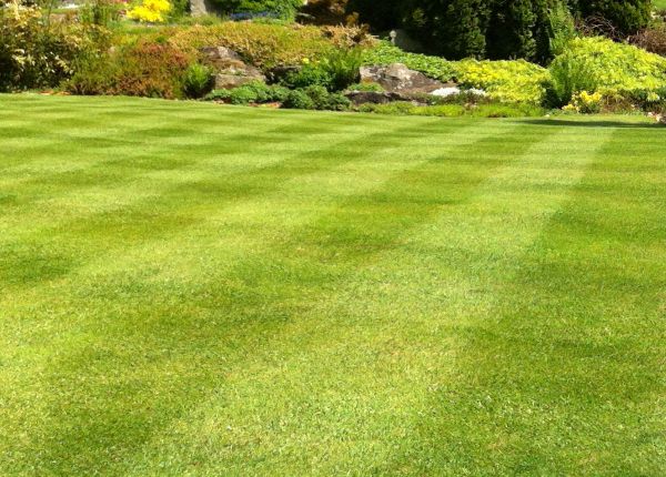 Cost of Commercial Grass Cutting in Fayetteville